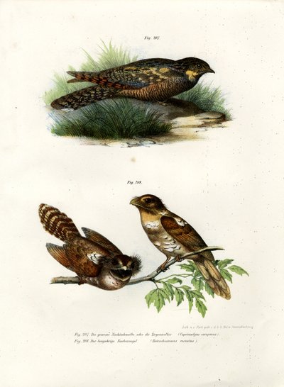 Eurasian Nightjar by German School